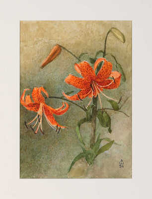 Шипиленко Александр Кузьмич. Лот из трех рисунков с лилиями 